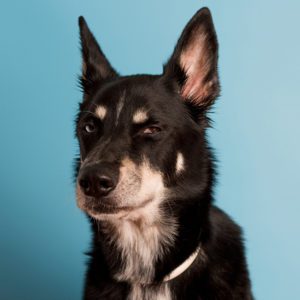 Portraits Of Expressive Dog Over Blue Backgound