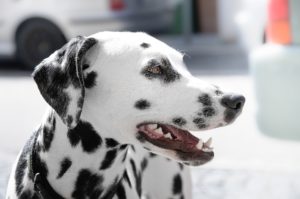 Dalmation dog