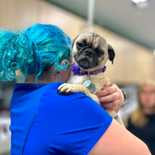 staff holding a pup